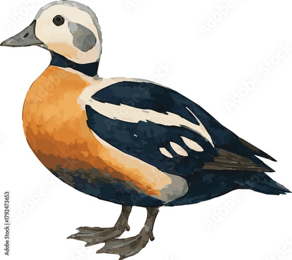 Obraz Vector watercolor illustration of a Stellers eider