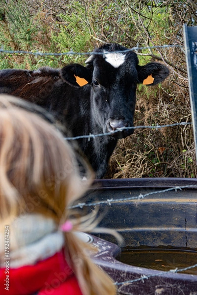 Fototapeta Jeune vache laitière prim'holstein devant son abreuvoir, avec une fillette qui l'observe de l'autre côté de la clôture