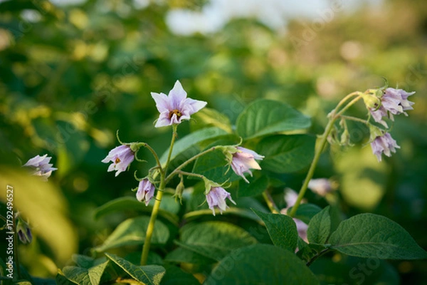 Fototapeta Blossoming of potato fields, potatoes plants with  flowers.