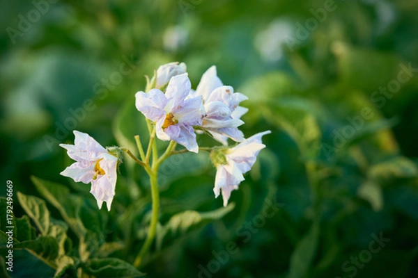 Obraz Blossoming of potato fields, potatoes plants with  flowers.