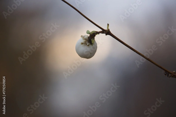 Obraz Symphoricarpos