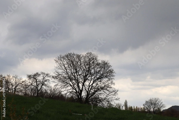 Fototapeta trees on the hill, cloudy sky and grass