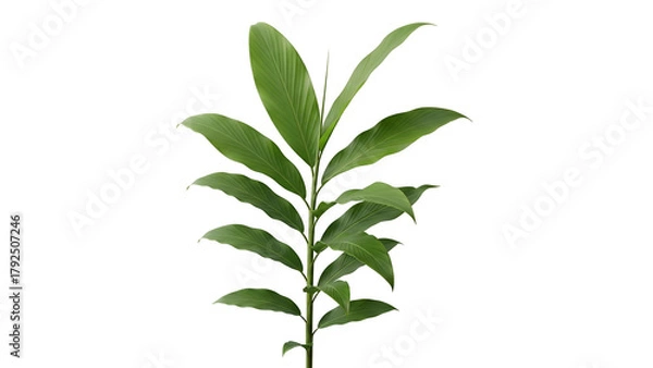 Obraz Isolated Green Plant Stem with Compound Leaves and Transparent Background