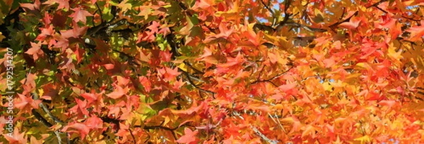 Fototapeta Japanese maple, palmate, autumn tree with yellow, red, orange, leaves, autumn landscape. Japanese maple in leaf fall.