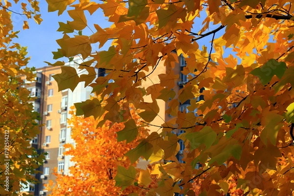 Fototapeta Japanese maple, palmate, autumn tree with yellow, red, orange, leaves, autumn landscape. Japanese maple in leaf fall.