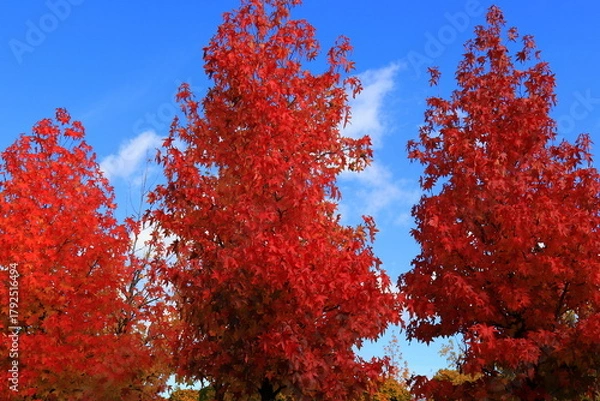 Fototapeta Japanese maple, palmate, autumn tree with yellow, red, orange, leaves, autumn landscape. Japanese maple in leaf fall.