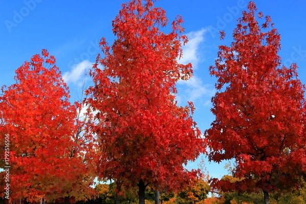 Fototapeta Japanese maple, palmate, autumn tree with yellow, red, orange, leaves, autumn landscape. Japanese maple in leaf fall.