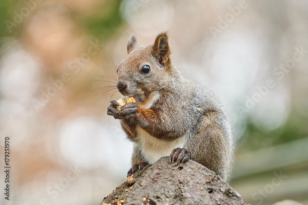 Fototapeta 神楽岡公園のエゾリス