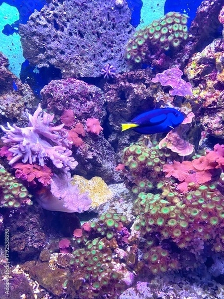 Obraz coral reef and fishes