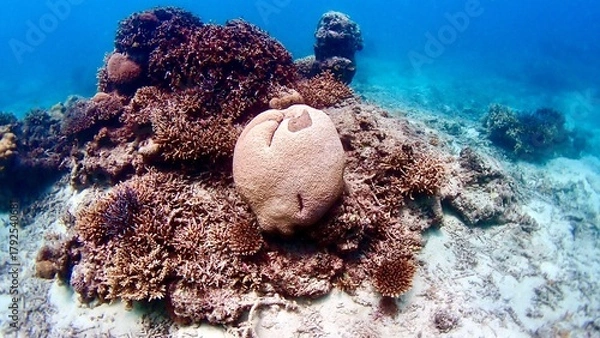 Obraz 白い塊状のサンゴ