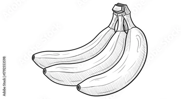 Obraz Simple sketch of a banana bunch in black outline for drawing practice