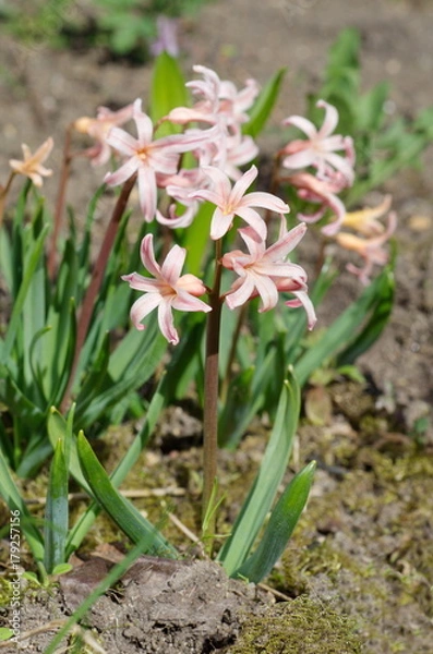 Obraz Pink hyacinth varieties "Gypsy Queen" (lat. Hyacinthus Gypsy Queen)