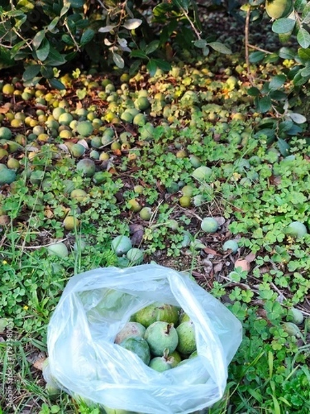 Obraz Feijoa plantation in Azerbaijan Lankaran