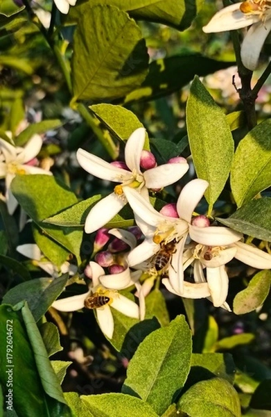 Fototapeta Citrus plantation in Azerbaijan lankaran