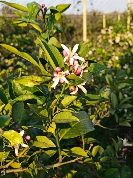 Fototapeta Citrus plantation in Azerbaijan lankaran . High quality photo