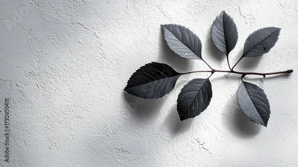 Obraz Dark leaves branch on white textured background.
