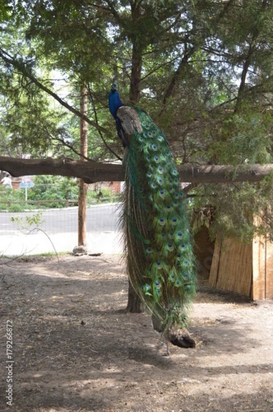 Obraz peacock, nature, park, green