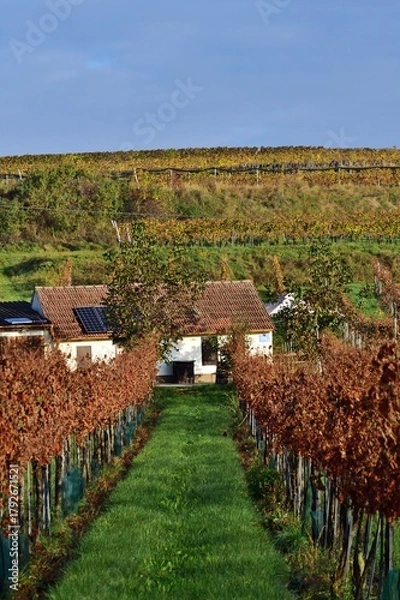 Fototapeta Weinkeller im Fels am Wagram, Österreich, vertikal