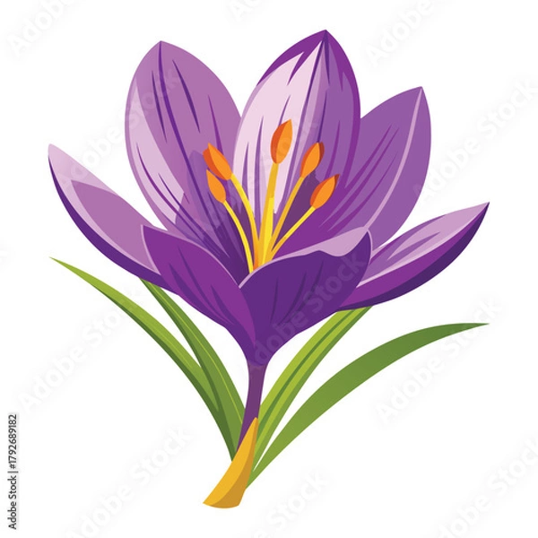 Obraz Spring Awakening: Purple Crocus in Bloom