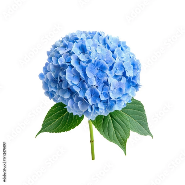 Obraz Blue Hydrangea flower with leaves