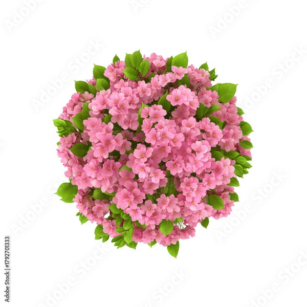 Obraz Hydrangea flowers bloom in a round lush bush