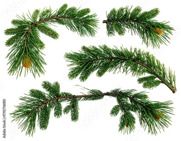 Obraz Four evergreen branches with small cones on black background