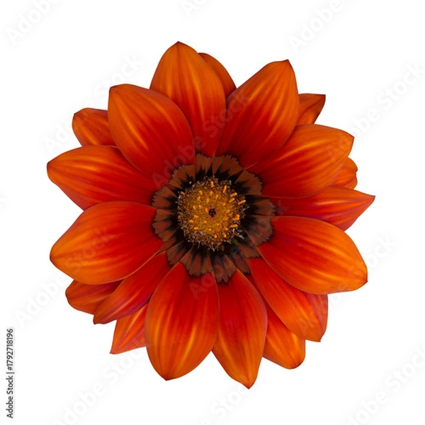 Obraz オレンジ色のガザニアの花