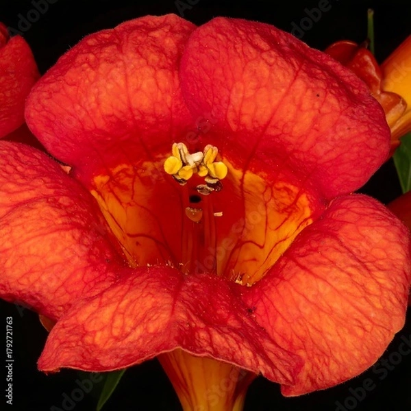 Obraz Close-up of a Vibrant Red Trumpet Vine Flower with Yellow Stamens.