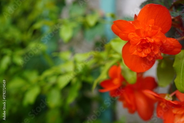 Fototapeta Tuberous begonia (Begonia × tuberhybrida) in full bloom.