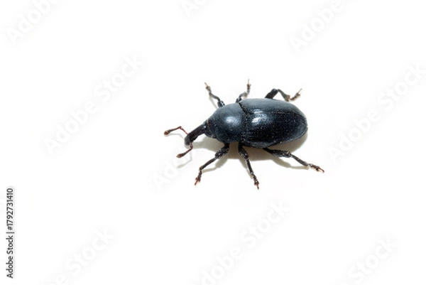 Fototapeta Sphenophorus striatopunctatus black snout weevil macro isolated on white background