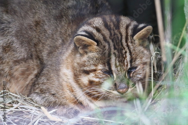 Fototapeta ツシマヤマネコ