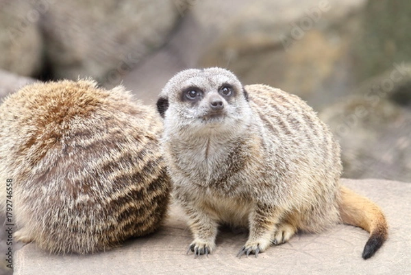 Fototapeta ミーアキャット