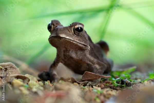 Fototapeta A close-up of a curious toad, its golden eyes glistening, surrounded by earthy tones of soil, leaves, and green blades.