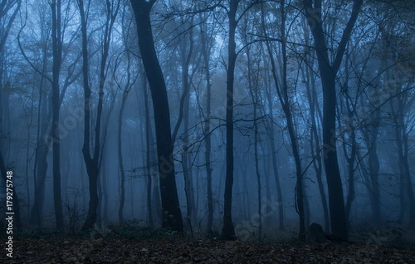 Obraz Dark forest at night