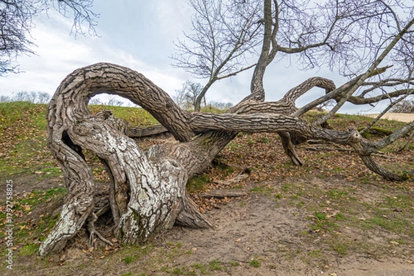 Fototapeta Strangly shaped oak tree, alive, in Dutch coastal dunes in autumn