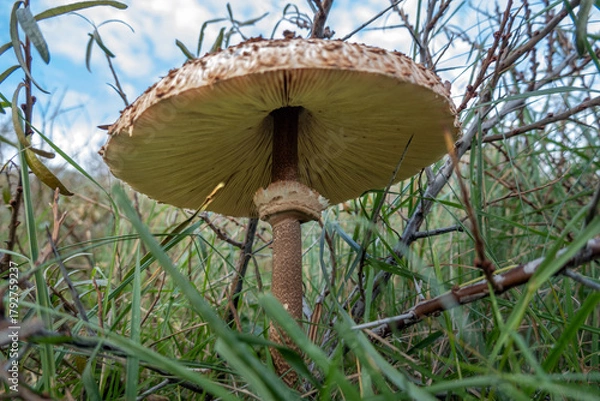 Fototapeta The parasol mushroom (Macrolepiota procera), a large edible mushroom from sandy soils, resembling some toxic species. In the coastal dunes of the Netherlands