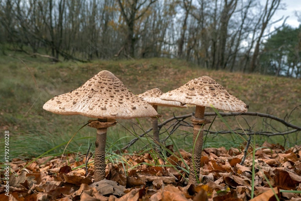 Fototapeta The parasol mushroom (Macrolepiota procera), a large edible mushroom from sandy soils, resembling some toxic species. In the coastal dunes of the Netherlands
