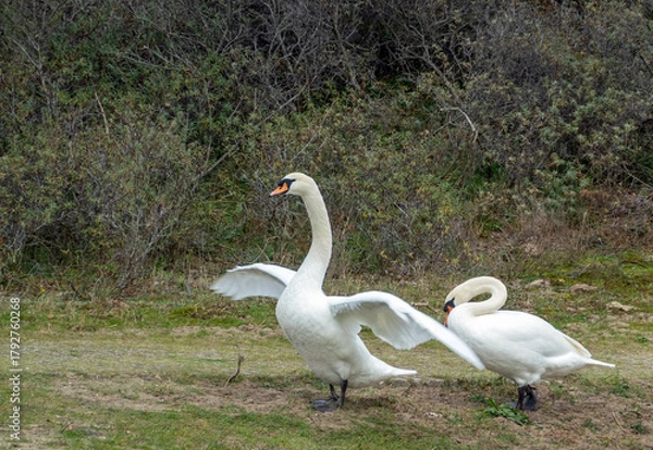 Obraz Pair of standing mute swans (Cygnus olor), one flapping its wings, in the coastal area of the Netherlands