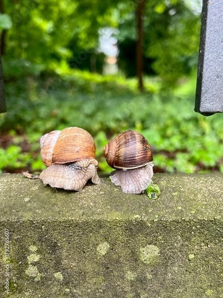 Fototapeta snails on the asphalt