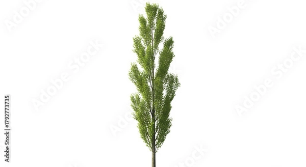 Obraz Tall green poplar tree