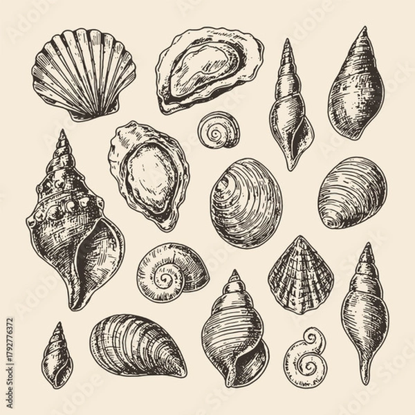 Obraz Detailed hand-drawn vector of various seashells in vintage engraving style. Perfect for coastal decor, packaging, and naturalist designs.