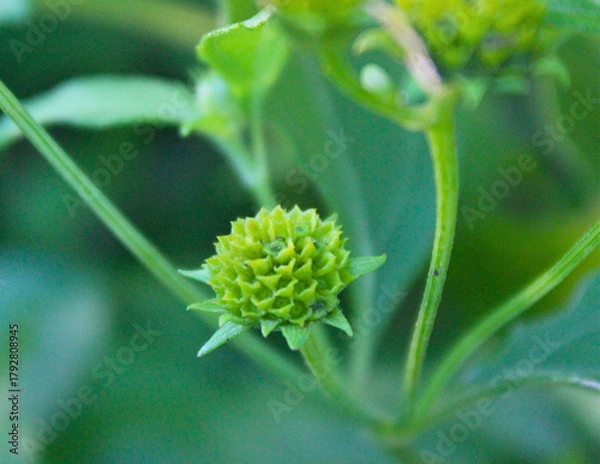 Fototapeta spiky green seed head or flower bud of a tropical weed, featuring unique texture and geometric pattern, perfect for botanical, nature, and macro abstract backgrounds.