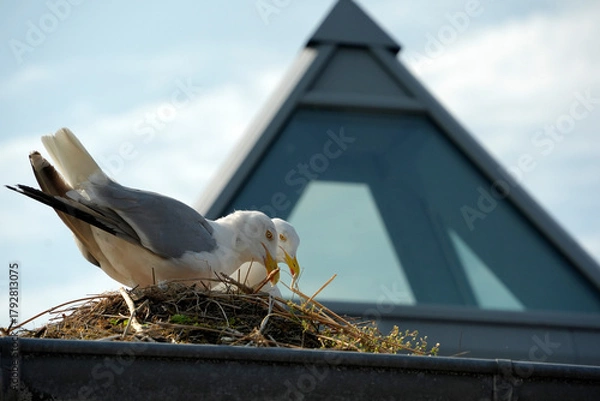 Fototapeta seagull building a nest on roof