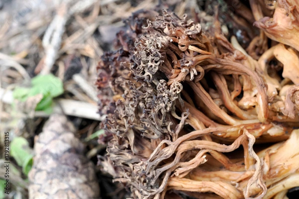 Fototapeta Ramaria fungi close up detail