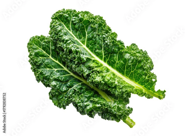 Obraz Close-up of two vibrant green kale leaves.  Dark, deeply veined leaves with a slightly ruffled texture.  Healthy and fresh, featuring a rich green hue