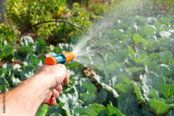 Fototapeta Hand of gardener holding hose and watering green plants