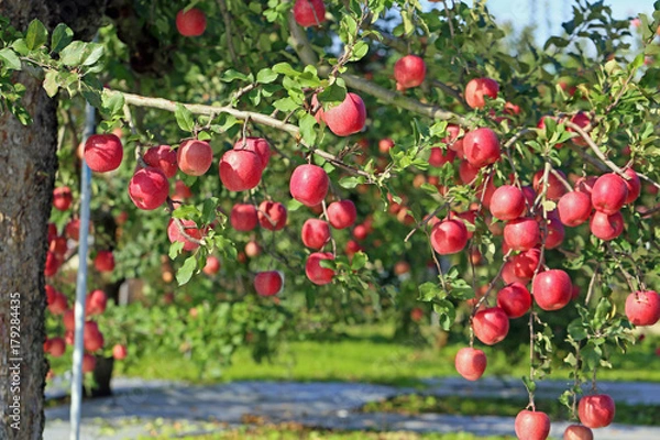 Obraz リンゴの木
