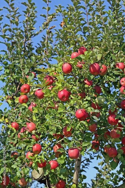 Obraz リンゴの木