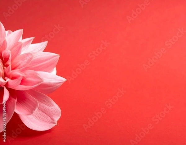 Obraz Elegant Pink Dahlia Blossom on Vibrant Red Background.