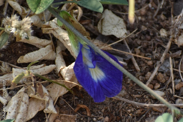 Obraz blue iris flower